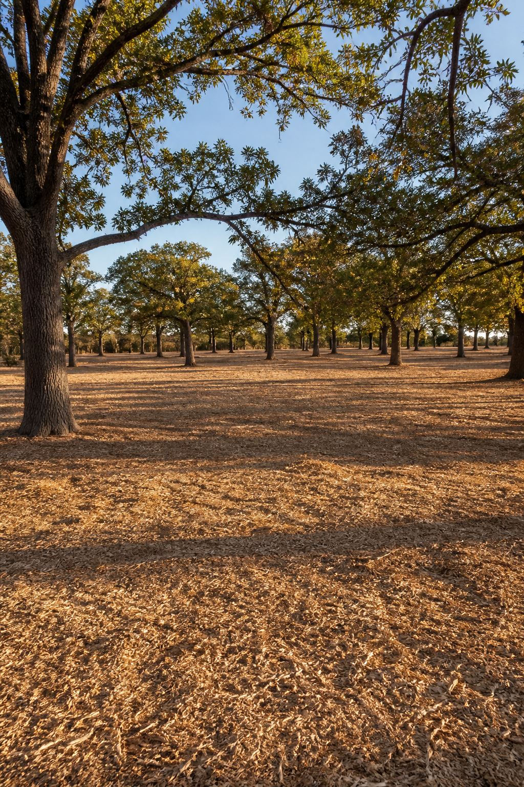 Forestry Mulching - 40 Acre Tract