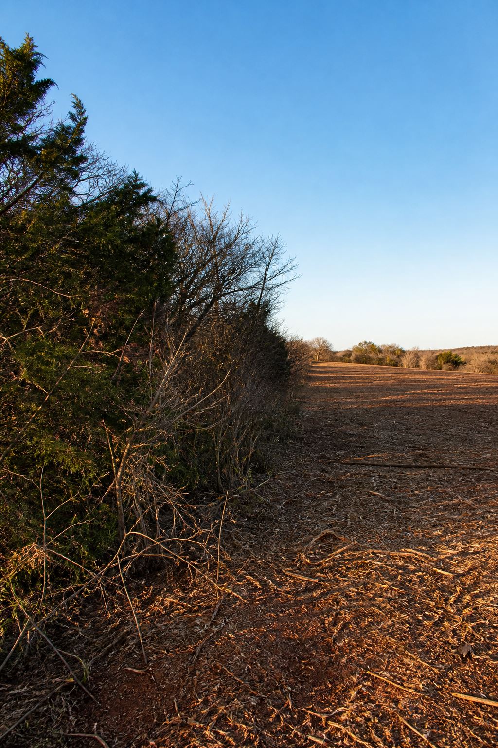 Brush Removal - Pasture Restoration