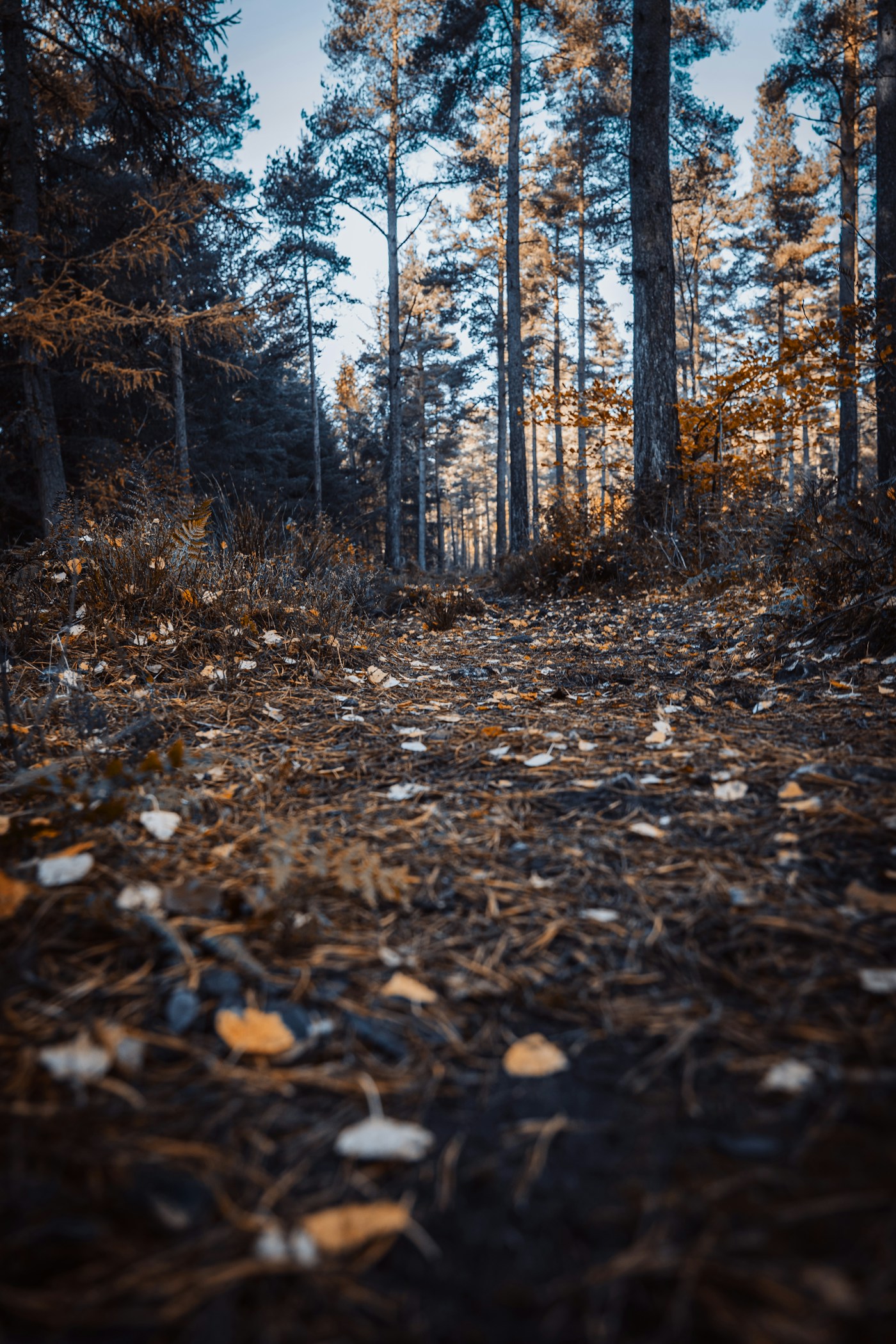 Trails, Lanes & Food Plots