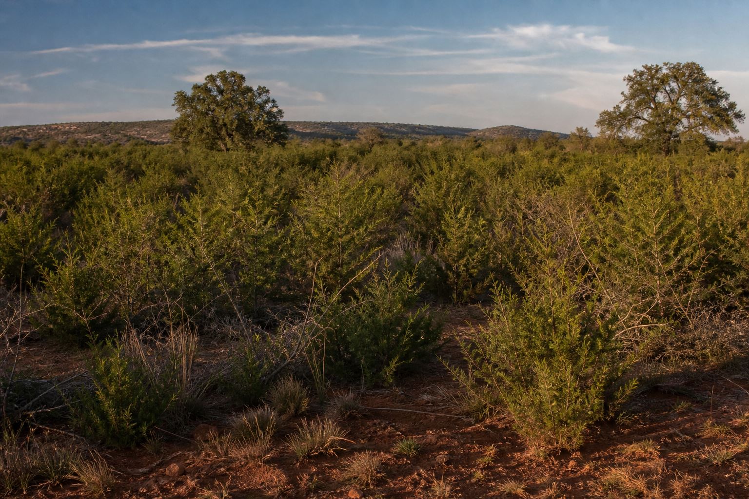 Overgrown brush and dense terrain ready for professional land clearing